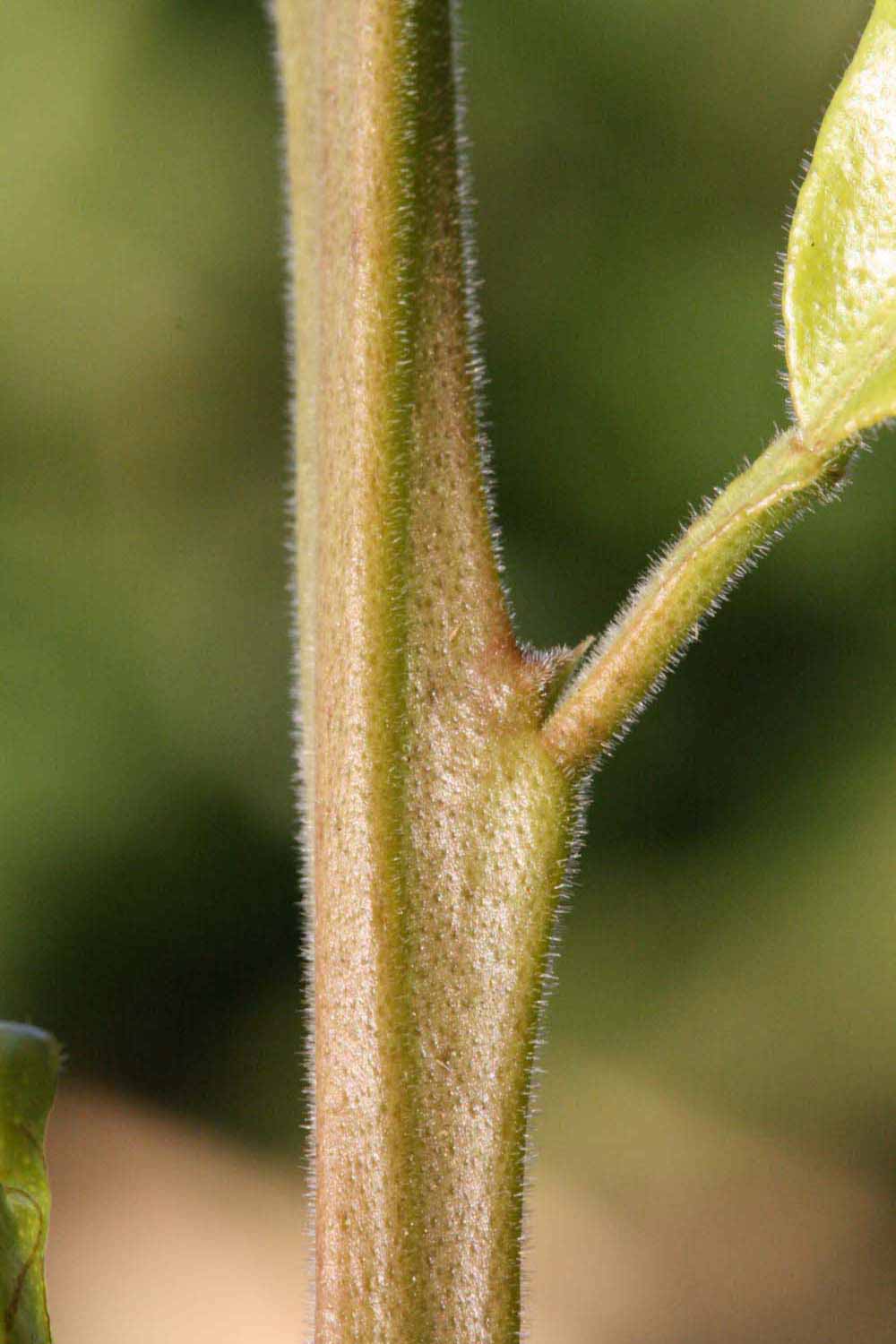            First year twig (Riverside, CA)   